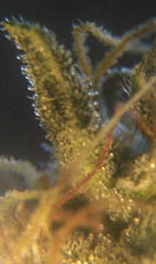 Close up of some trichomes