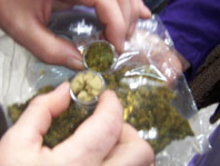 Honeybud