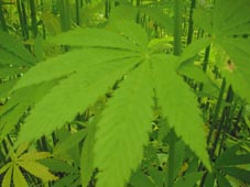 HUA hemp near Motueka. Photo by Rein
