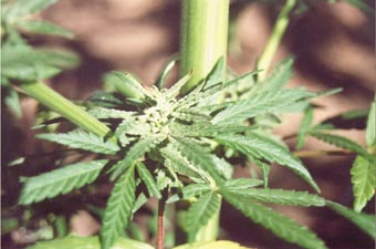 Kiwi Knaster hemp near Ototoika