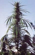 NZ Hemp at Atutahi