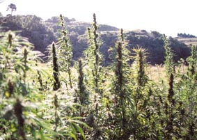 NZ Hemp at Atutahi