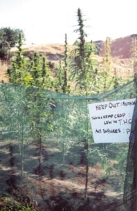 NZ Hemp at Atutahi
