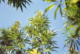 NZ Hemp at Atutahi