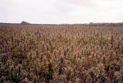 A field of New Zealand Hemp
