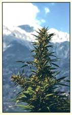 a picture of the Swiss Alps