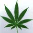 About Marijuana